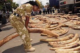 Two suspects James Wandili and Moses Crusho were on Saturday arrested after they were found with elephant tusks in Bungoma town.