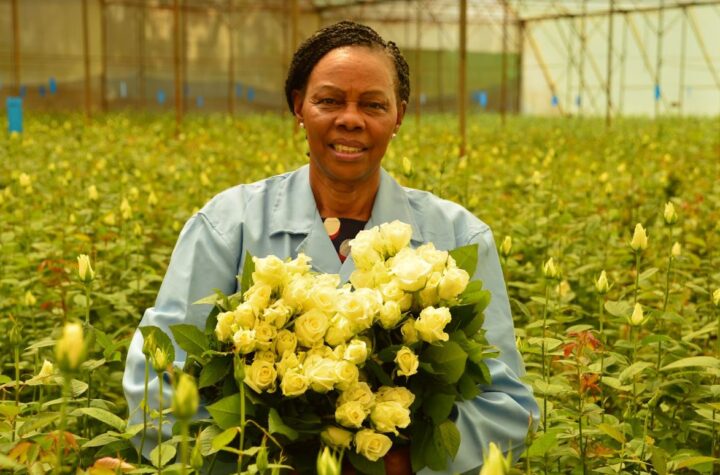 Mrs Grace Nyachae shows off one of Simbi Roses premium products inside a green house.